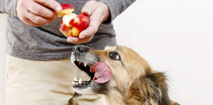 Dog chewing on pig ear