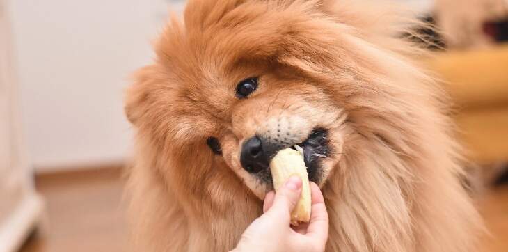 dog eating banana