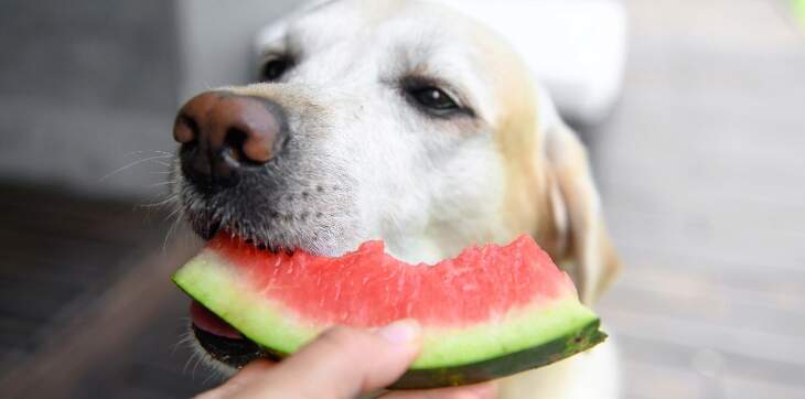 dog eating watermelon
