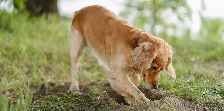 dog digging hole in the ground