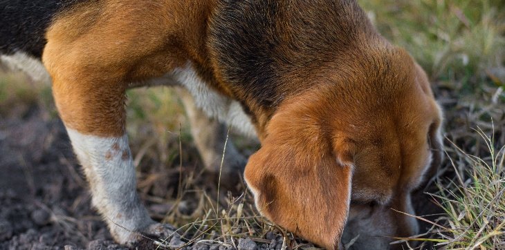 beagle digging hole