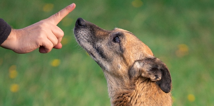 person using hand to train dog outside