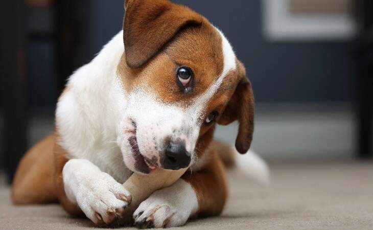 dog-chewing-bone