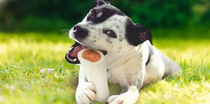 are dog chewing bones bad for them