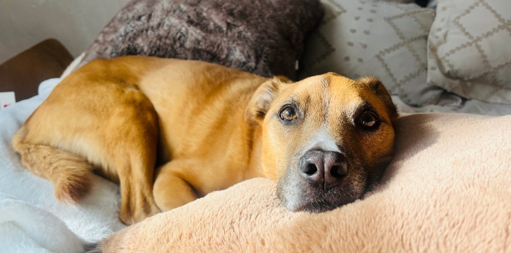german shepherd laying on bed