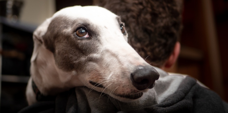 greyhound cuddling in pet parent's arms