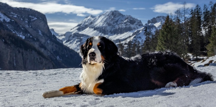 bernese mountain dog lying in winter snow overlooking mountain peaks