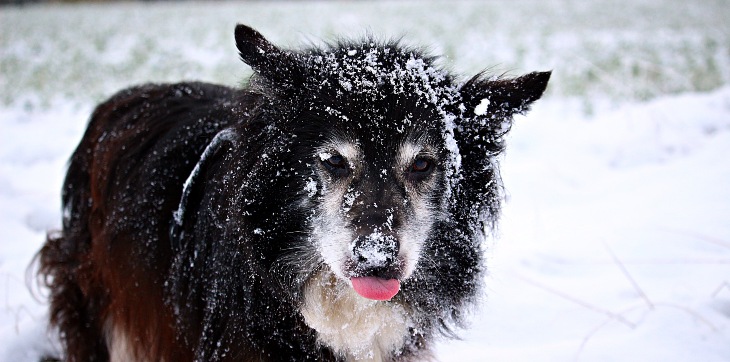 A dog standing outside in the winter with snow on its head and face.