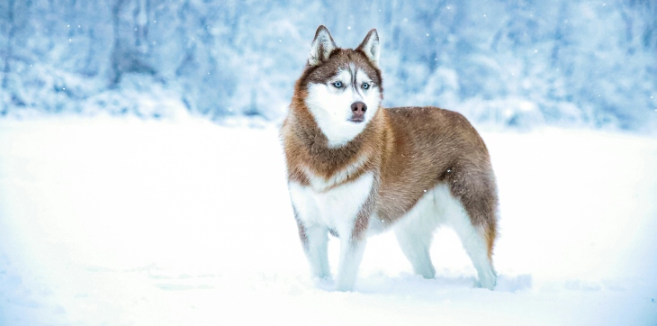 A Siberian Husky dog standing in a snowy forest in winter.