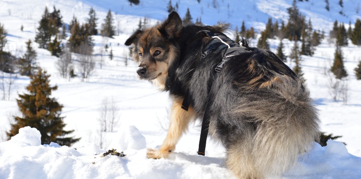 A Finnish Lapphund dog standing in winter snow on the side of a mountain.