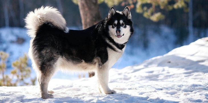 An Alaskan Malamute dog standing in the winter snow near trees.