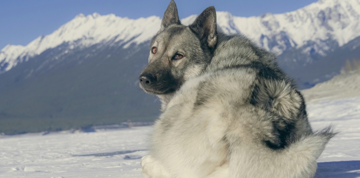 A Norwegian Elkhound dog lying in the winter snow overlooking a mountain peak.
