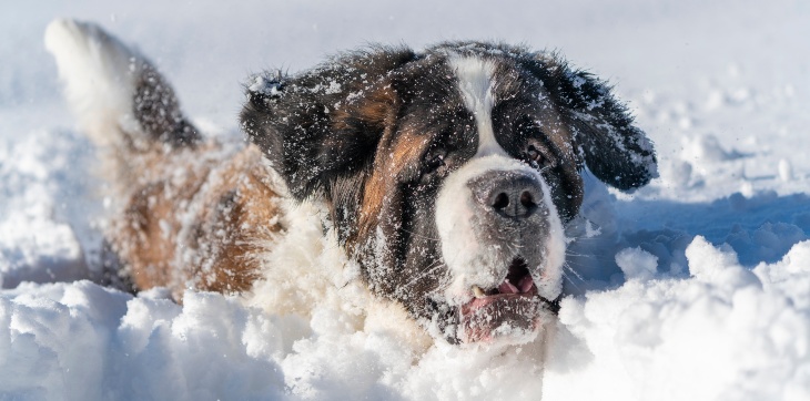 A Saint Bernard dog running through deep winter snow.