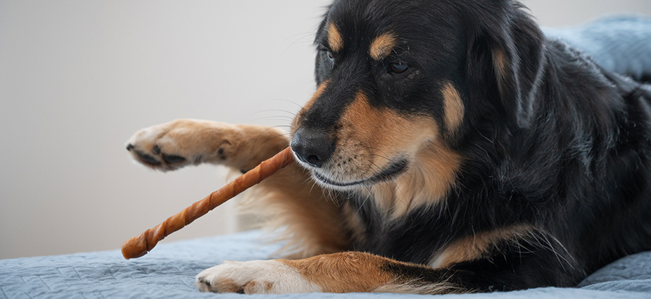 WEBSITE-Cadet-PLP-Chewalicious-CC_925x425