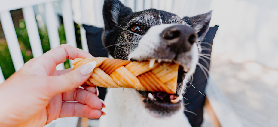 WEBSITE-Cadet-PLP-Chewalicious-CHC_925x425