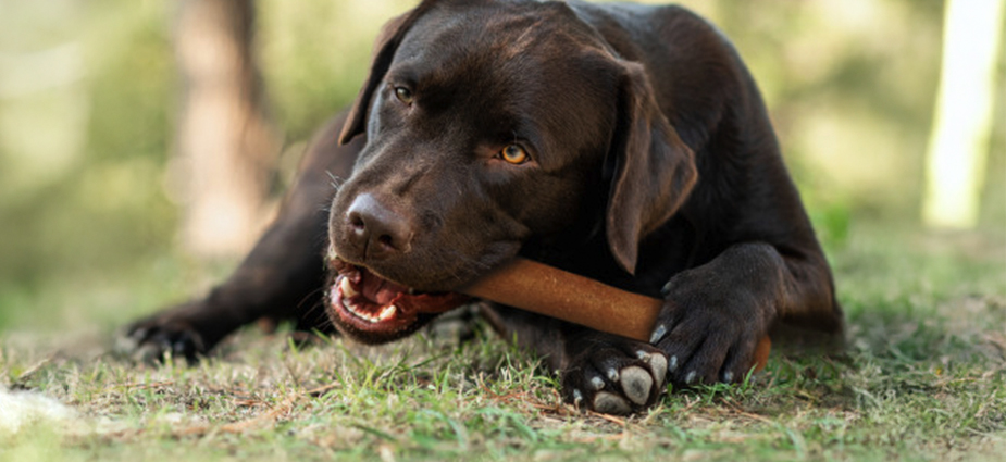 WEBSITE-Cadet-PLP-Chewalicious-CS_925x425-B