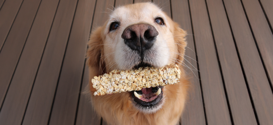 WEBSITE-Cadet-PLP-Chewalicious-LD_925x425