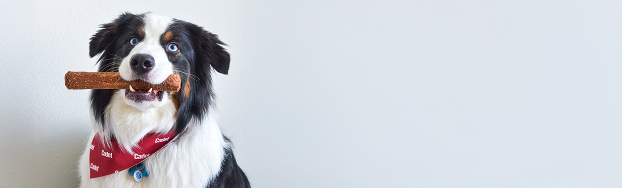 Natural dog chews made with real chicken and real duck from Cadet Pet.