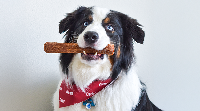 Natural dog chews made with real chicken and real duck from Cadet Pet.