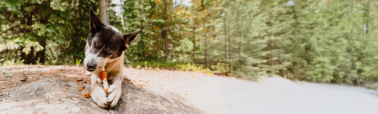 Natural dog chews made with flavorful combinations of natural ingredients and proteins from Cadet Pet.