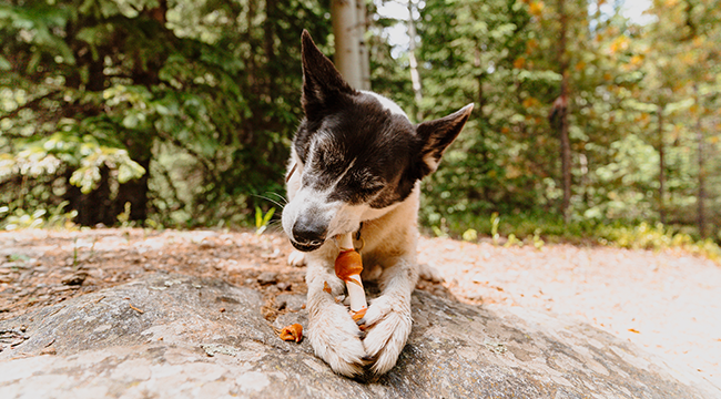 Natural dog chews made with flavorful combinations of natural ingredients and proteins from Cadet Pet.