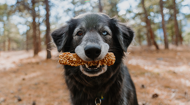 Natural dog chews made with real peanut butter from Cadet Pet.