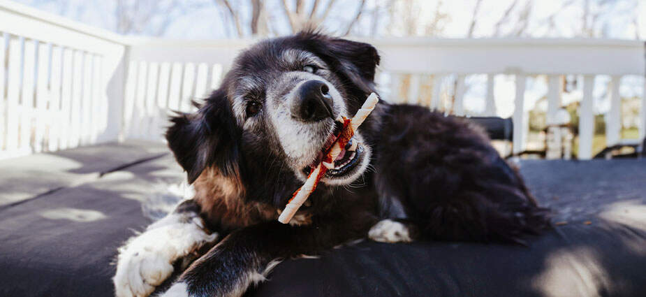 Dog sitting chewing on beef hide twist.
