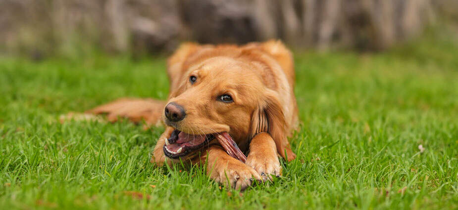Dog laying down, chewing on bully hide stick.