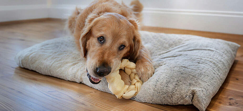 Dog laying down with a chew in its mouth.