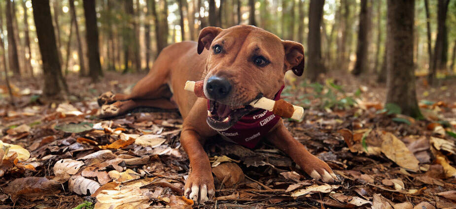 Dog laying down with a chew in its mouth.