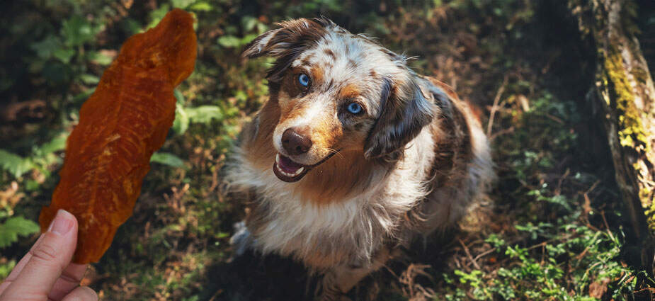Dog looking at jerky dog treat.