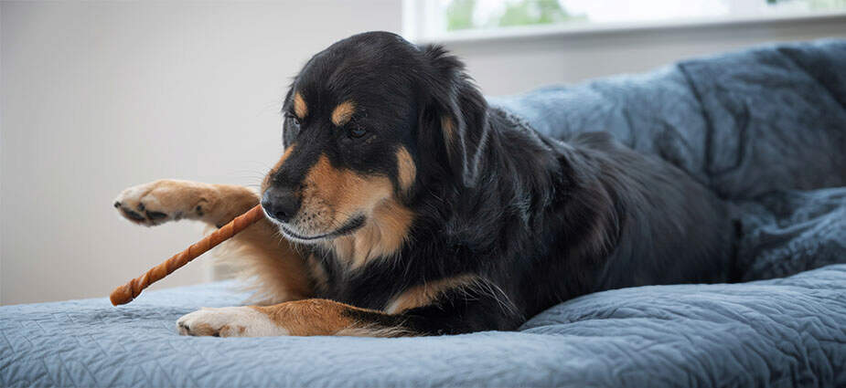 Dog laying down with a chew in its mouth.