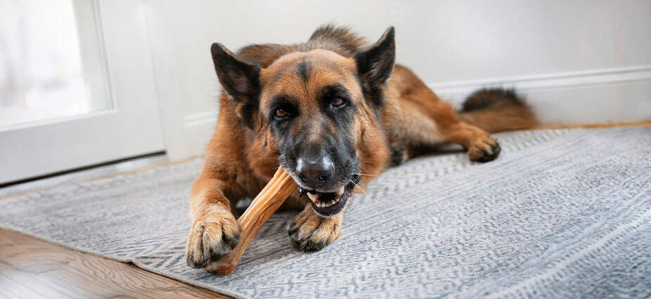 A dog laying down, chewing on a chew.