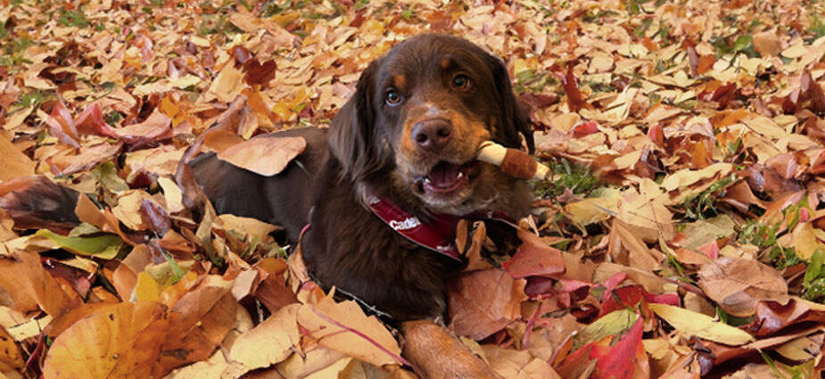 A dog laying down, chewing on a chew.
