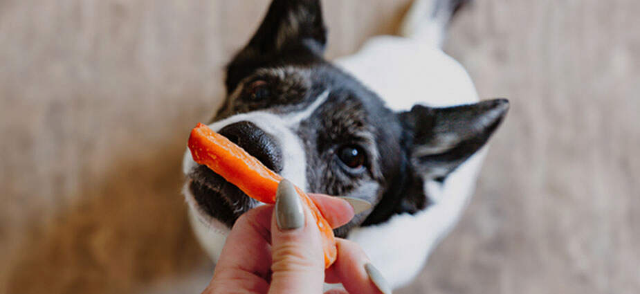 A dog sniffing a treat that is being given to them.