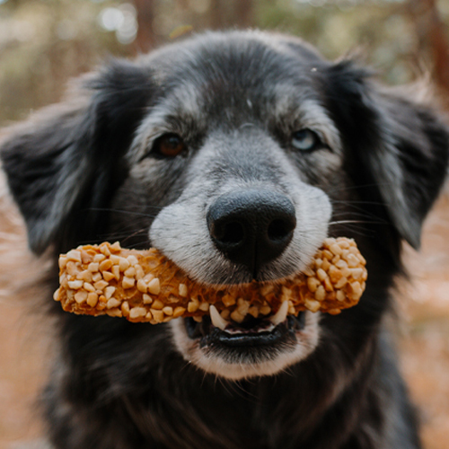 Dog holding a chew in its mouth.