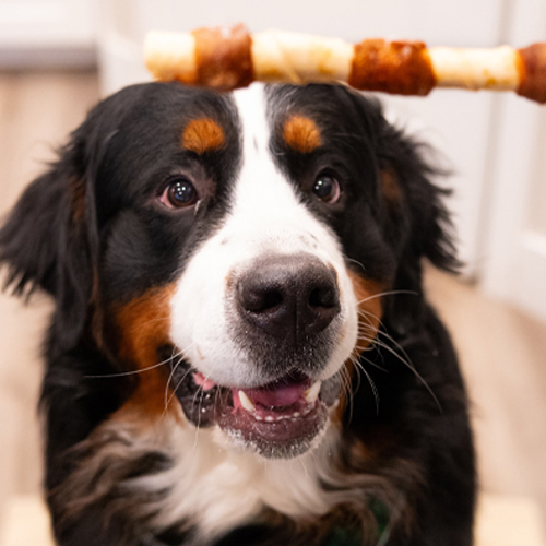Dog smiling with skewer-style treats.