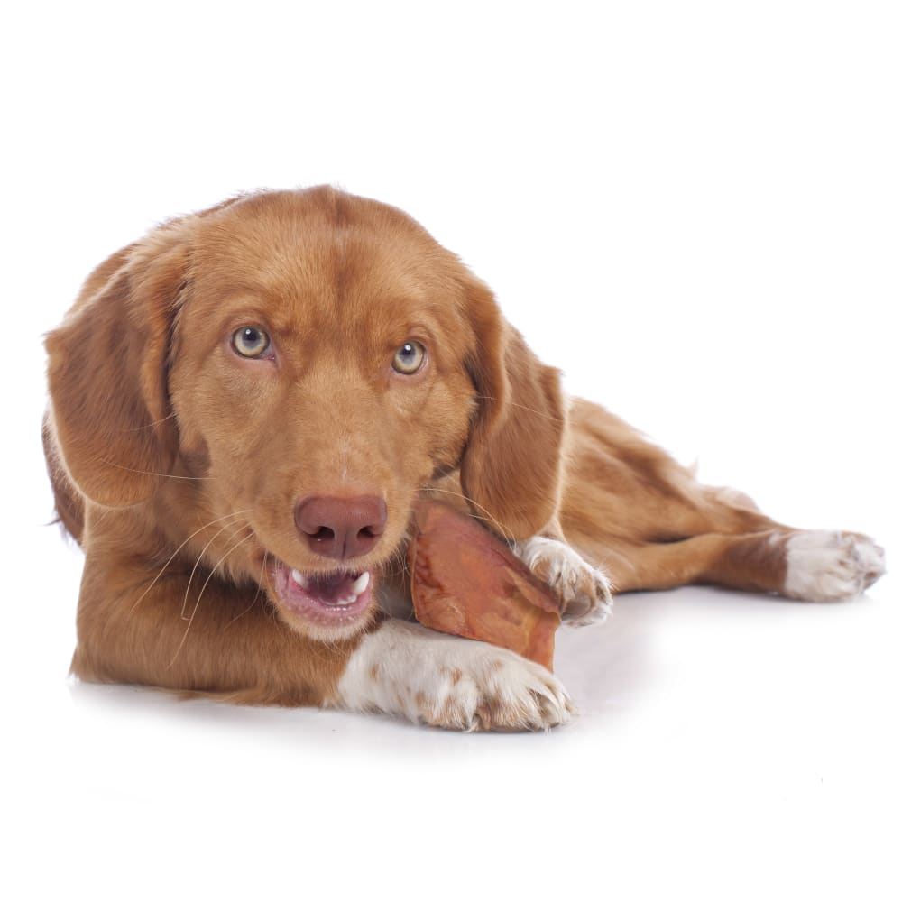 768303008672-cadet-cadet-pig-ears-12ct-lifestyle