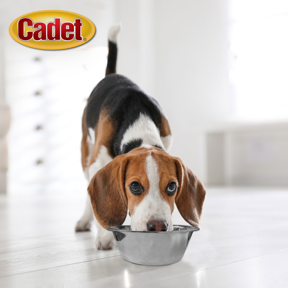 768303041020-ims-stainless-steel-pet-bowl-1qt-lifestyle