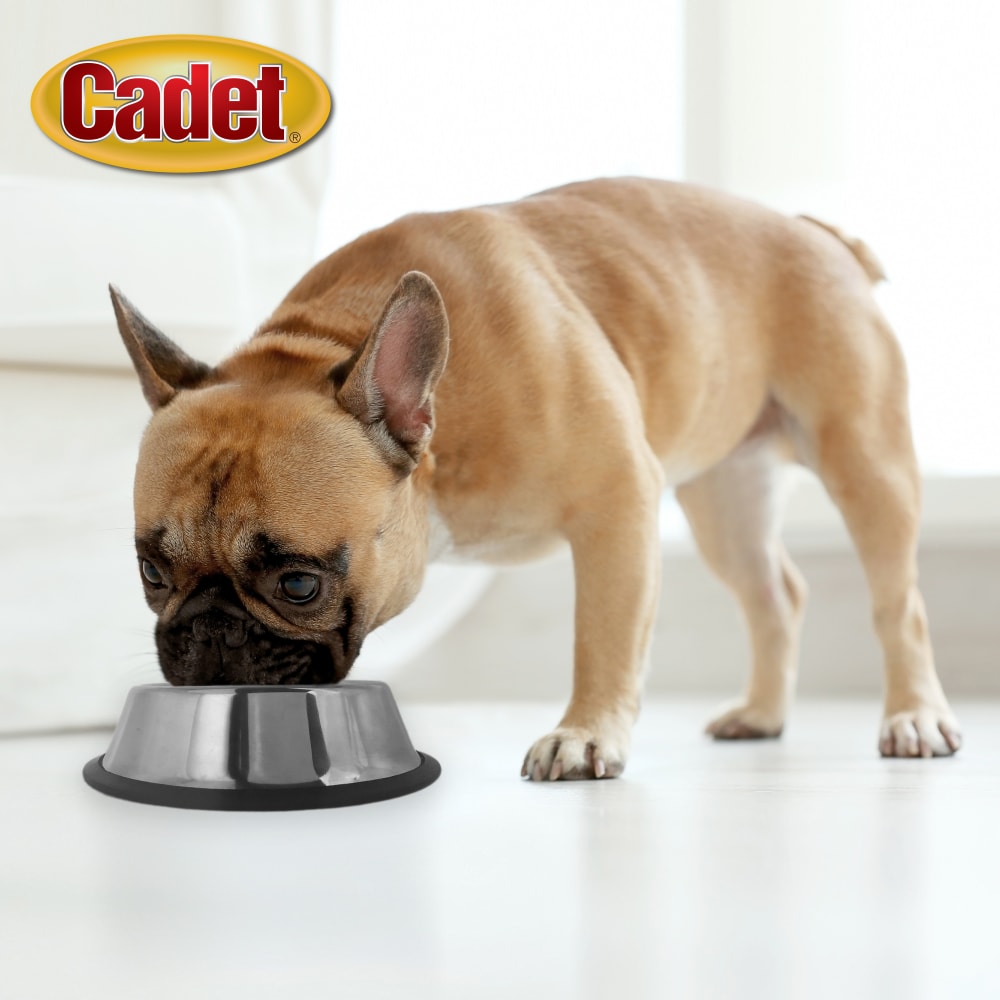 768303041068-ims-non-spill-stainless-steel-pet-bowl-16oz-lifestyle