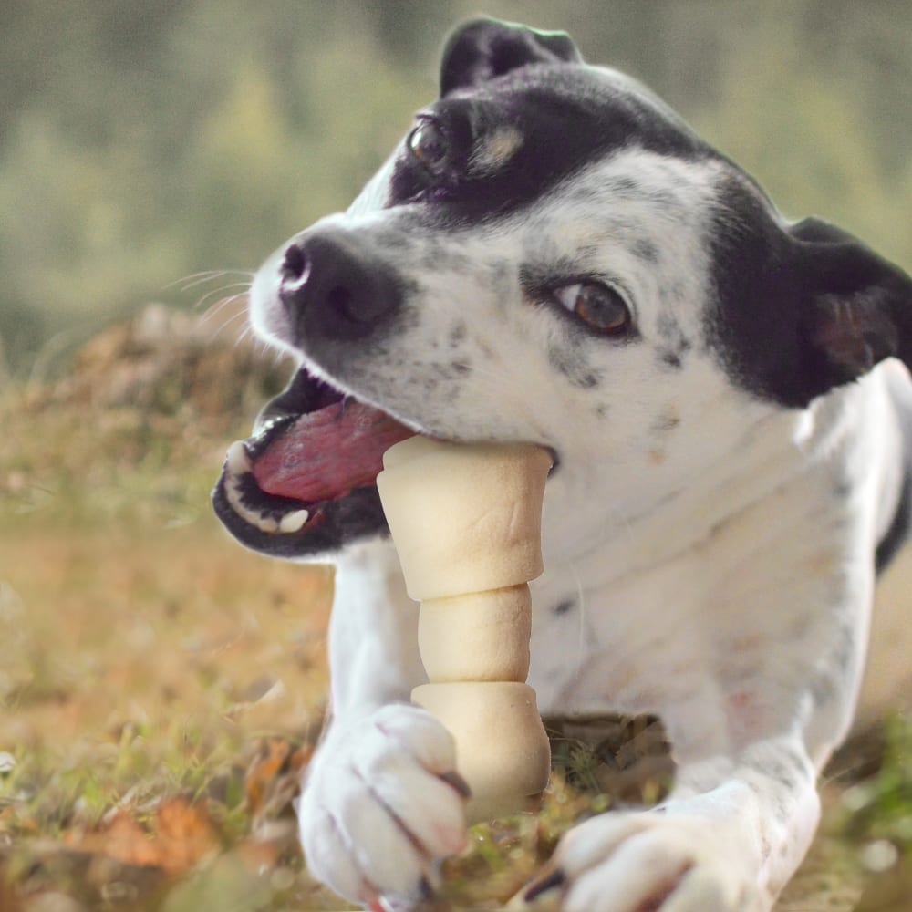 768303100109-cadet-1lb-rawhide-knotted-bones-lifestyle