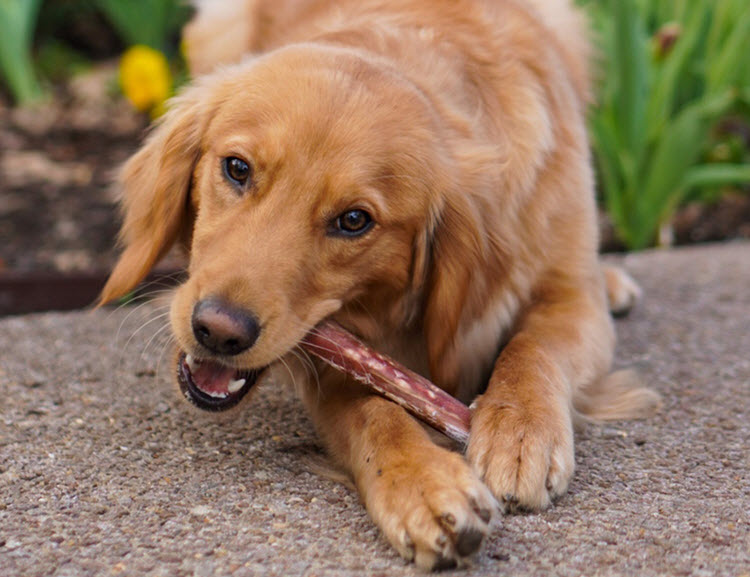 WEBSITE-LP-WhyNylabone-Hdr-mobile jpg