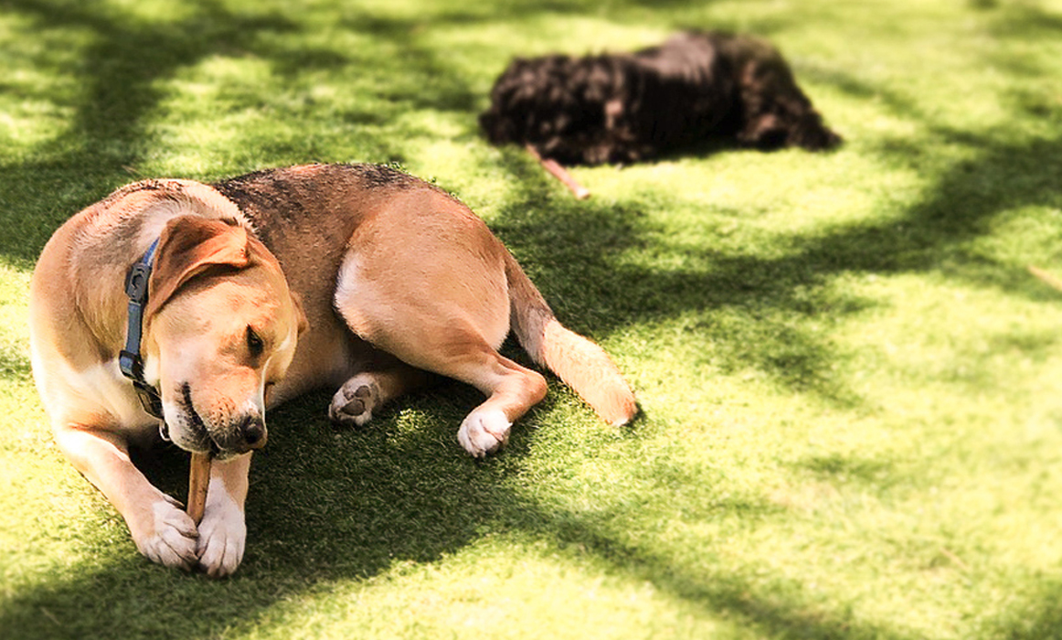 Do Bully Sticks Make Dogs Poop