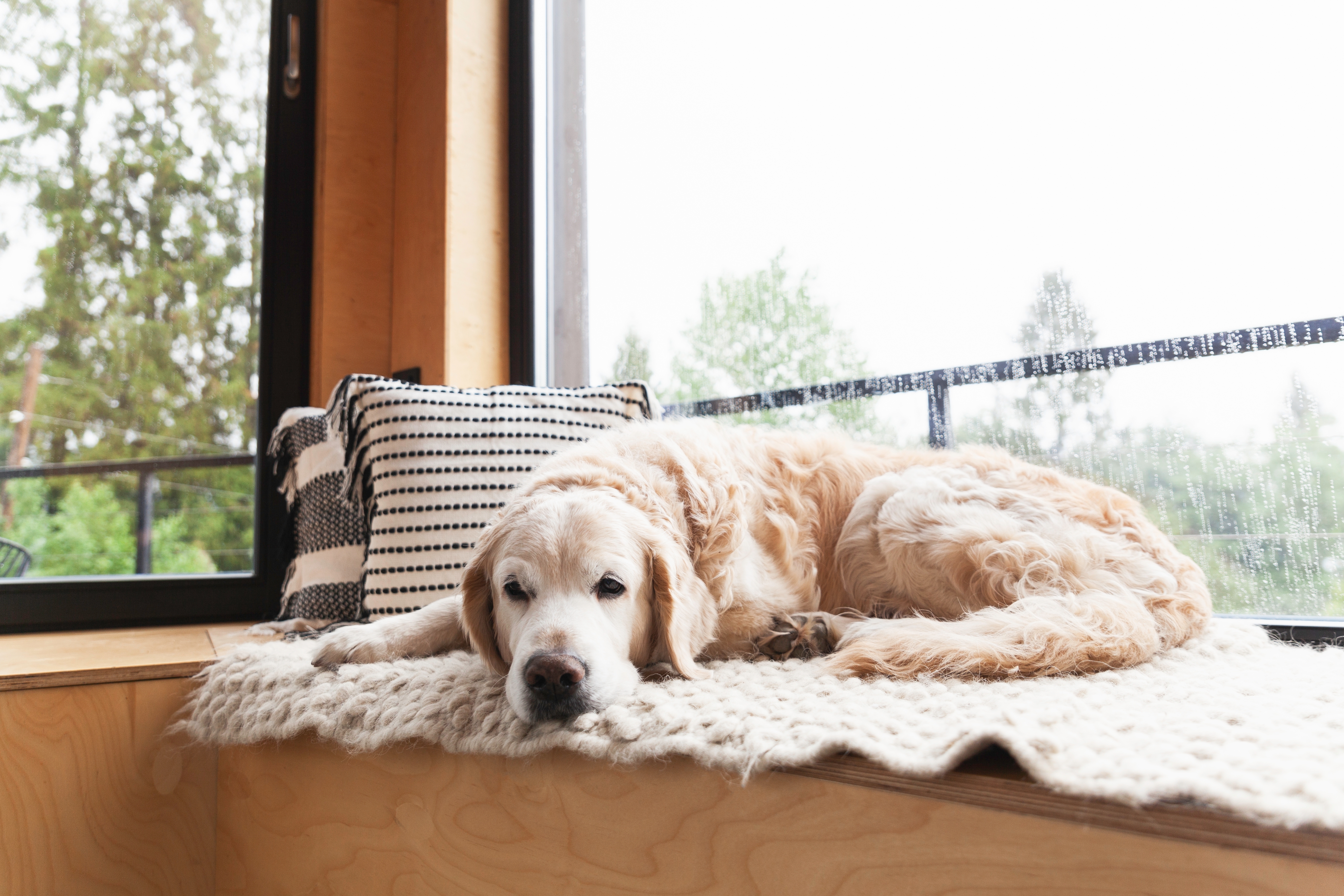 Dogs get bored! How to keep your pup busy and prevent dog boredom